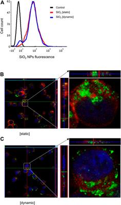 Development of Microfluidic, Serum-Free Bronchial Epithelial Cells-on-a-Chip to Facilitate a More Realistic In vitro Testing of Nanoplastics
